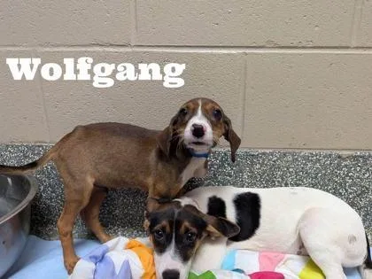 A baby medium-sized male Labrador Retriever dog named Wolfgang for adoption in Morton Grove, IL
