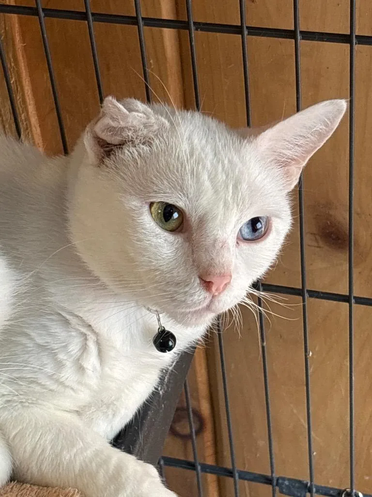 A young small-sized male American Shorthair cat named MAXON black for adoption in Hagaman, NY