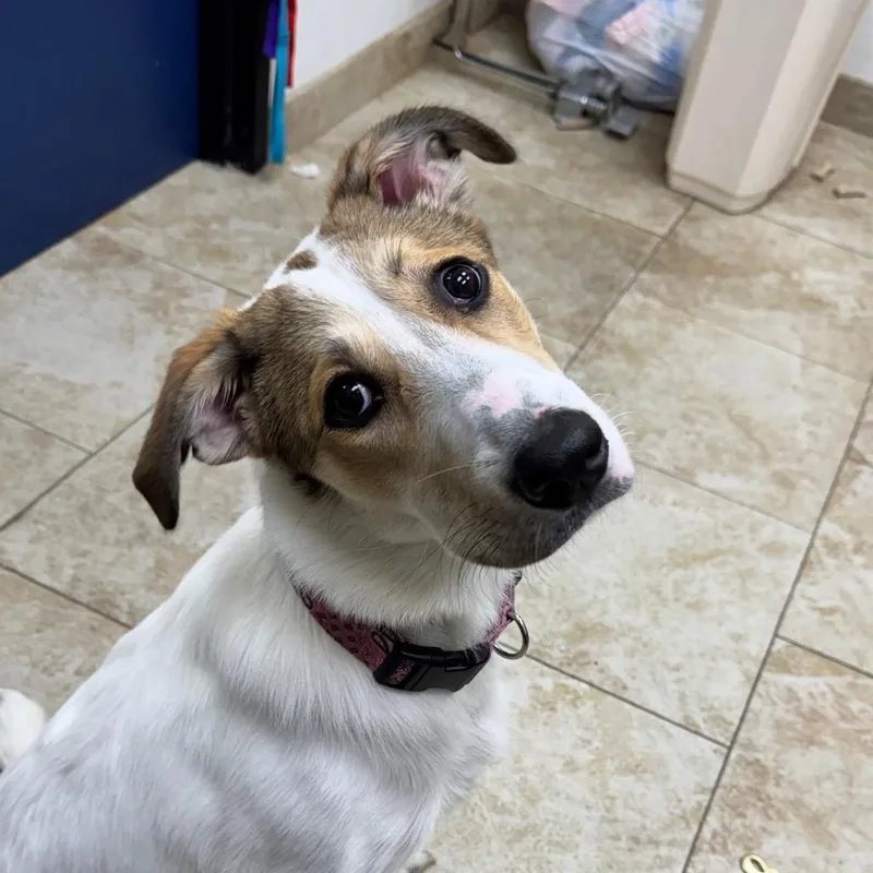 A young medium-sized female White / Cream Mixed Breed dog named Petunia for adoption in Galveston, TX