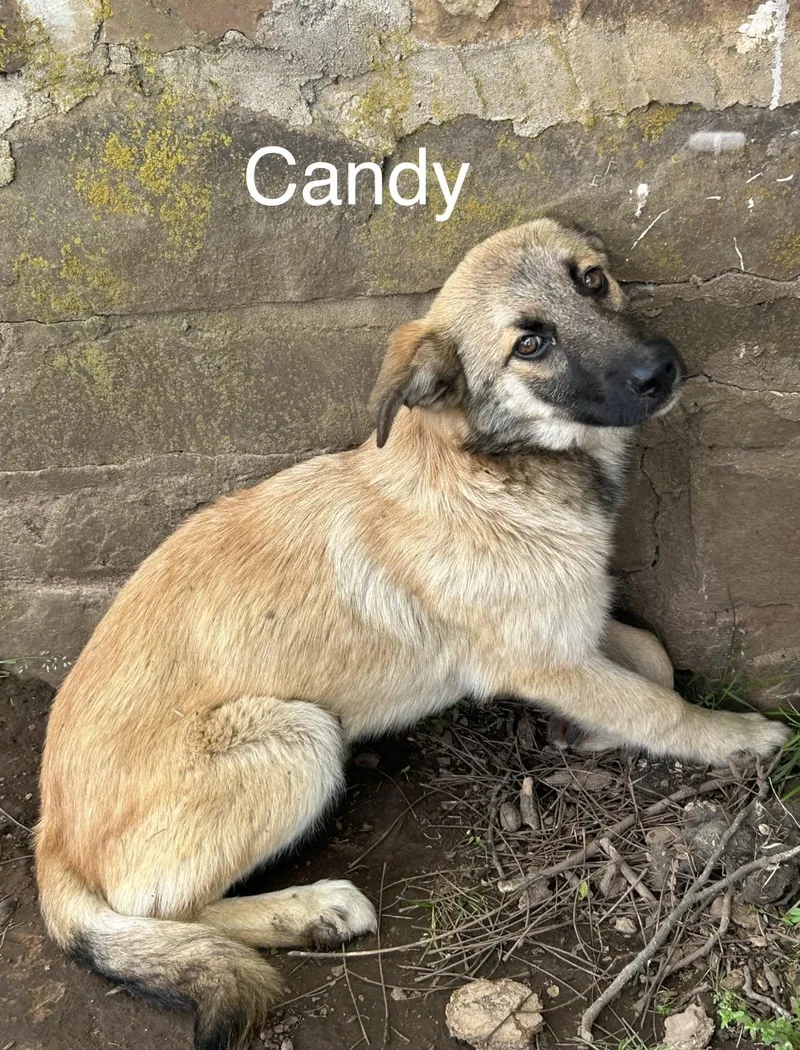 Candy
