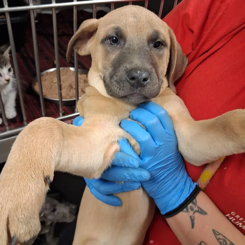 A baby small-sized female Pit Bull Terrier dog named Carina for adoption in Birmingham, AL
