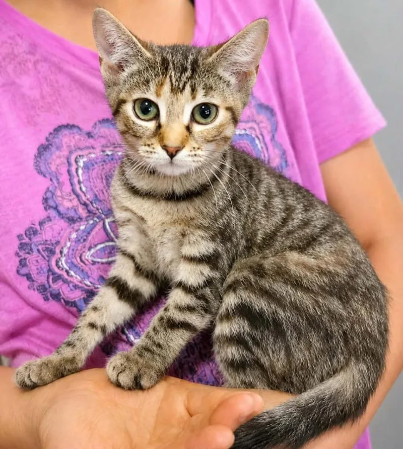A baby small-sized female American Shorthair cat named Bindi Rue for adoption in El Dorado, AR