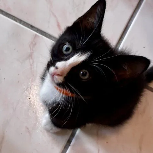 A baby small-sized male Domestic Short Hair cat named Saturday for adoption in Tampa, FL