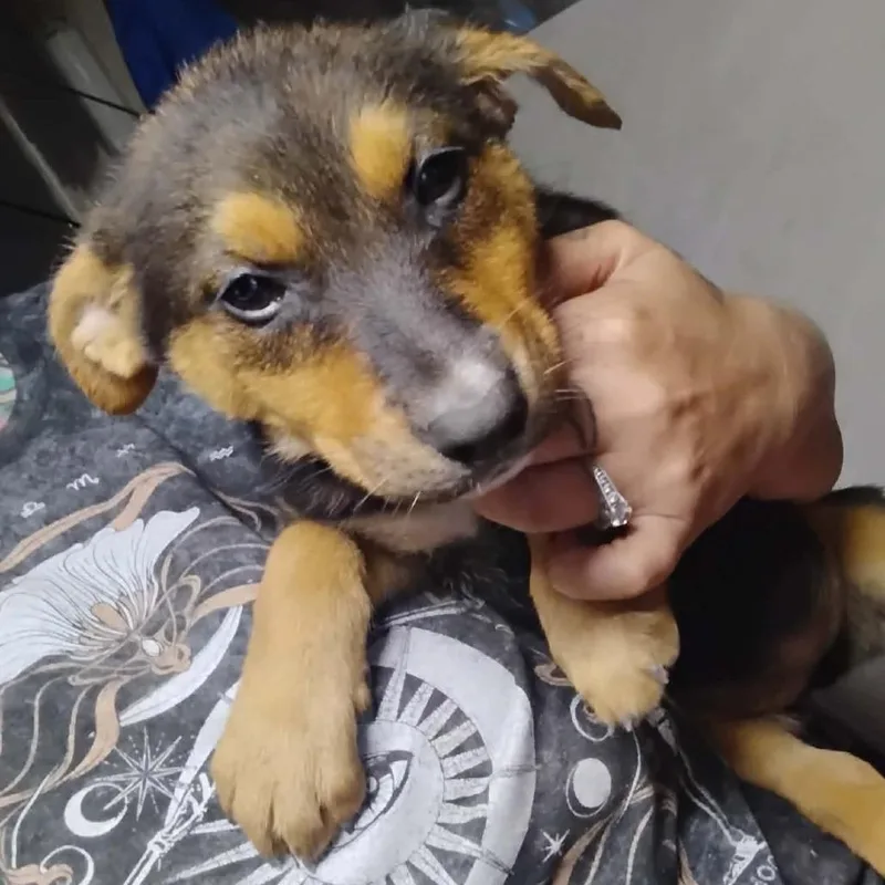 A baby medium-sized female Apricot / Beige Mixed Breed dog named Ferry for adoption in Tacoma, WA