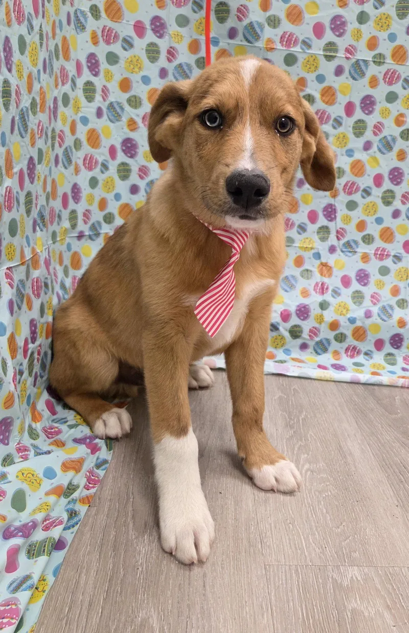 A baby large-sized male Australian Shepherd dog named Oren for adoption in Attalla, AL