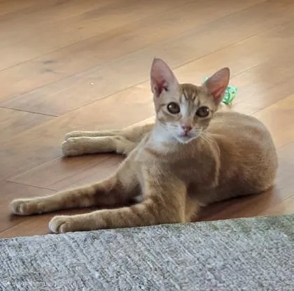 An adult small-sized female Domestic Short Hair cat named Amber for adoption in Honolulu, HI