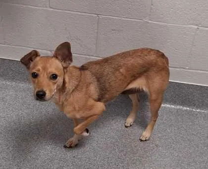 An adult medium-sized female Mixed Breed dog named Ohio for adoption in Sevierville, TN