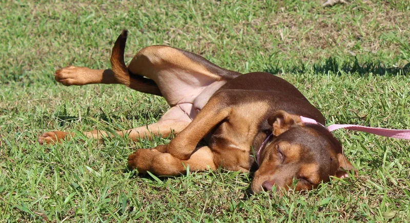 A young medium-sized female Doberman Pinscher dog named Bashful for adoption in Prattville, AL