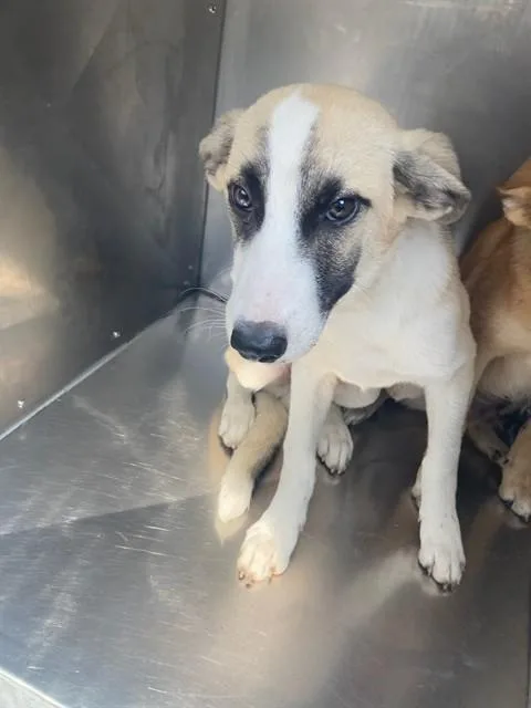 A baby large-sized male Mixed Breed dog named Thomas for adoption in Dallas, TX