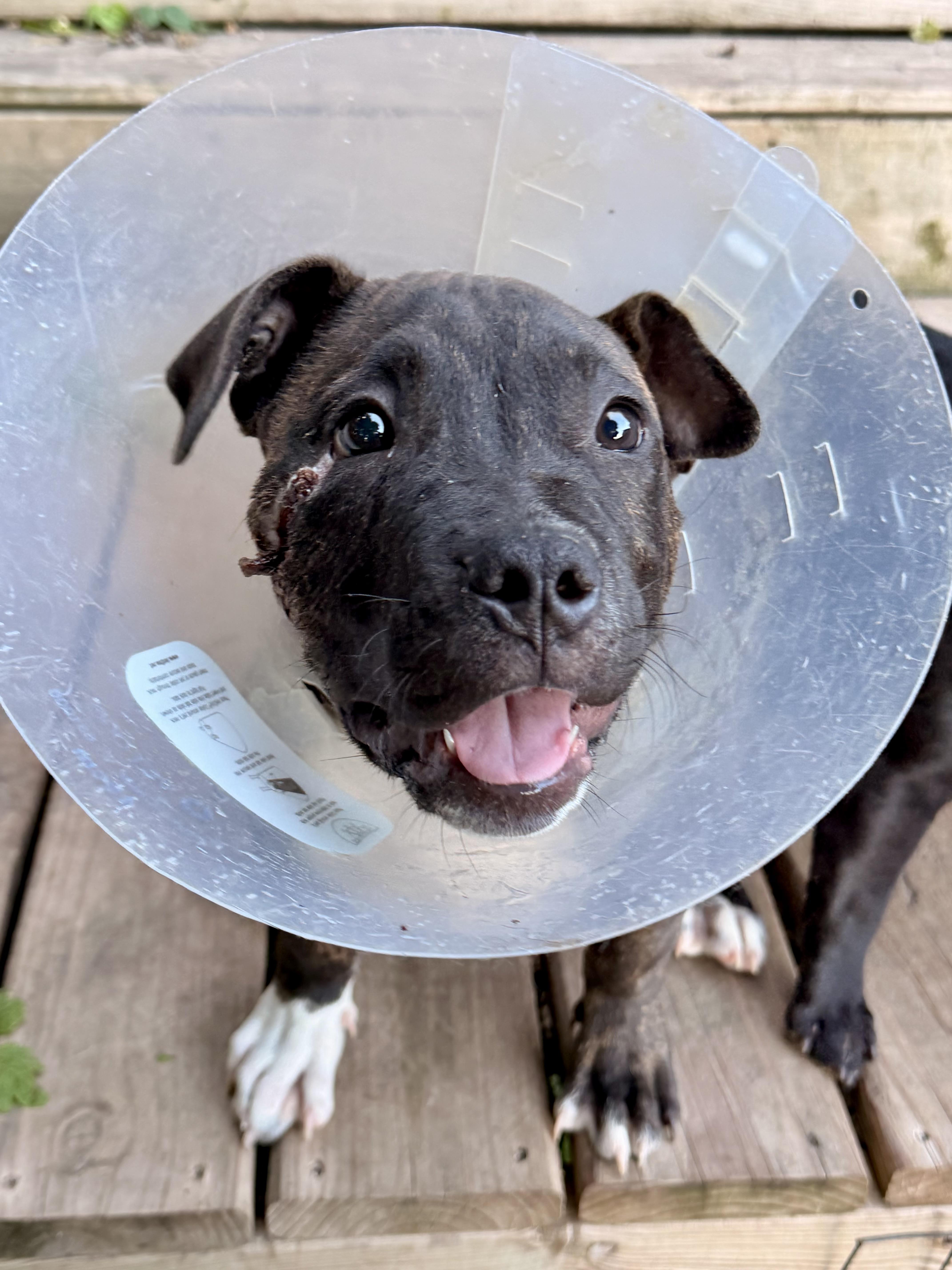 A baby medium-sized male Pit Bull Terrier dog named Ollie for adoption in North Freedom, WI