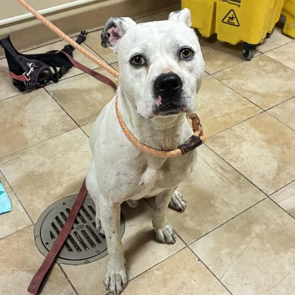 An adult large-sized female Pit Bull Terrier dog named Lana for adoption in Troutdale, OR