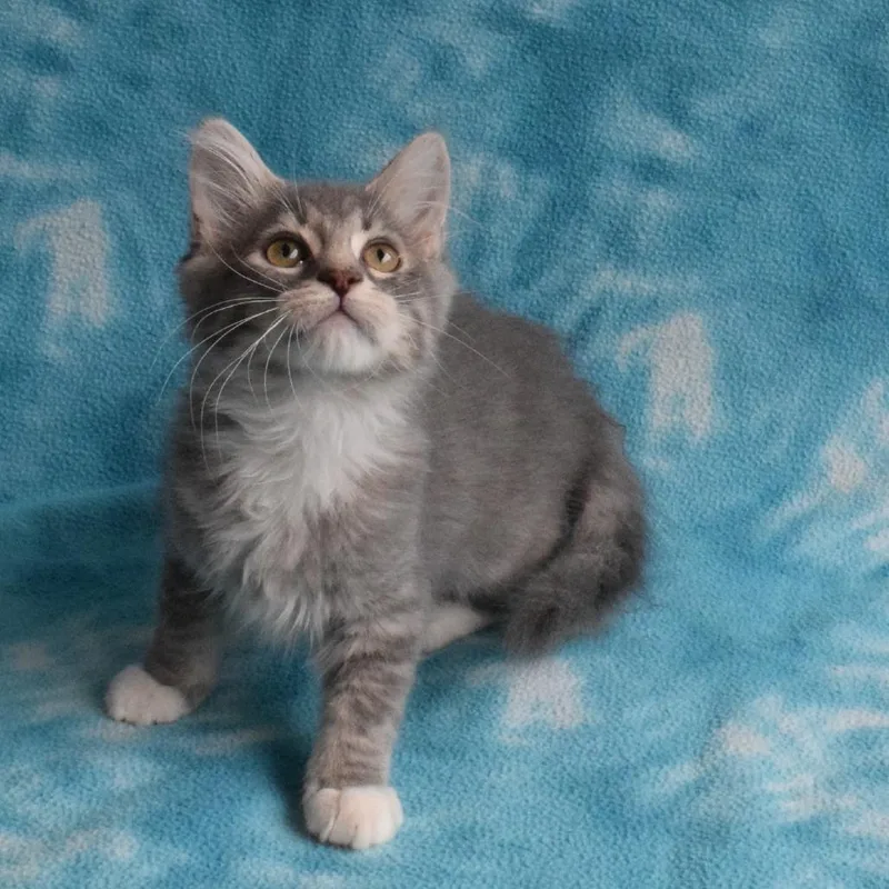 A baby small-sized female Gray / Blue / Silver Domestic Short Hair cat named Moon for adoption in Eureka, CA
