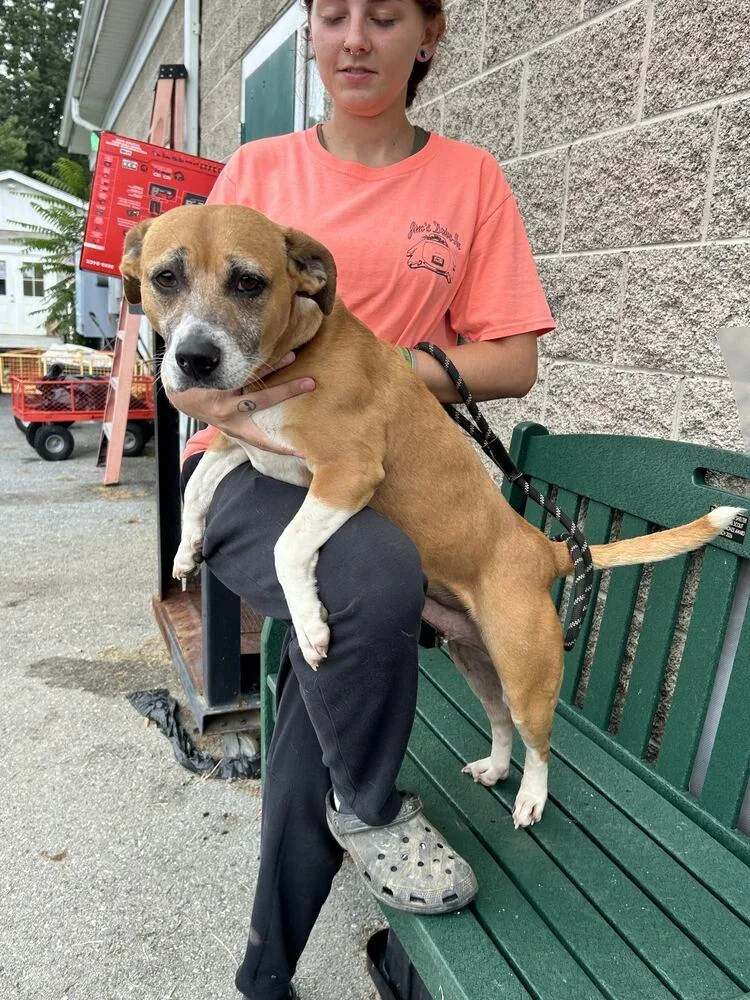 An adult medium-sized female Tricolor (Brown, Black, & White) Mixed Breed dog named Dayla for adoption in Silver Spring, MD