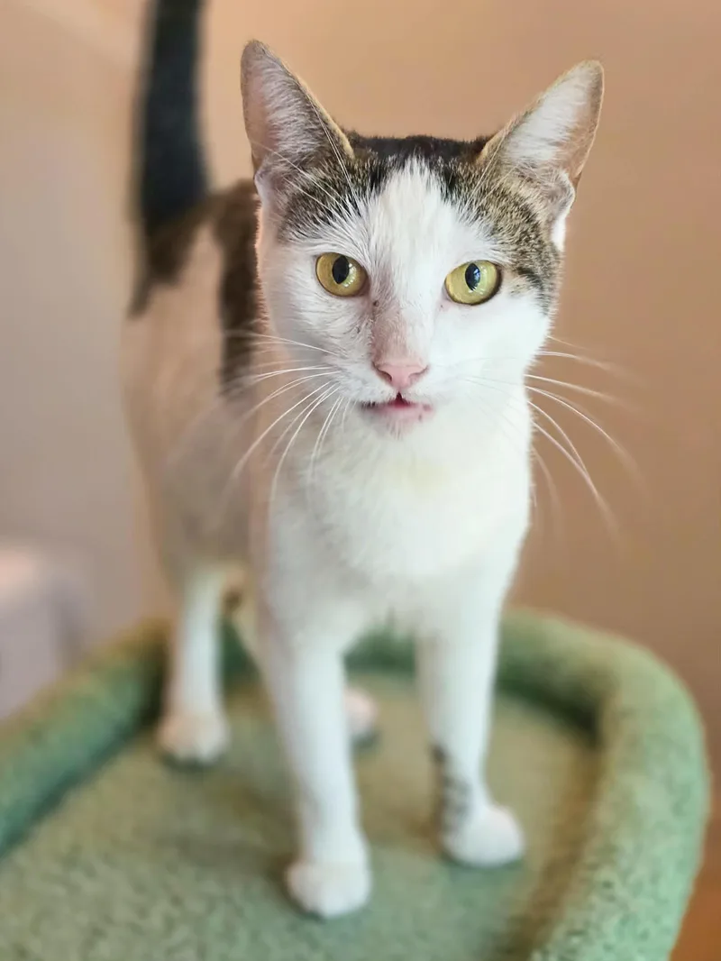An adult medium-sized female Domestic Short Hair cat named Moira for adoption in Mullica Hill, NJ