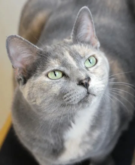 An adult medium-sized female Dilute Tortoiseshell Domestic Short Hair cat named Pearlie for adoption in Fort Worth, TX