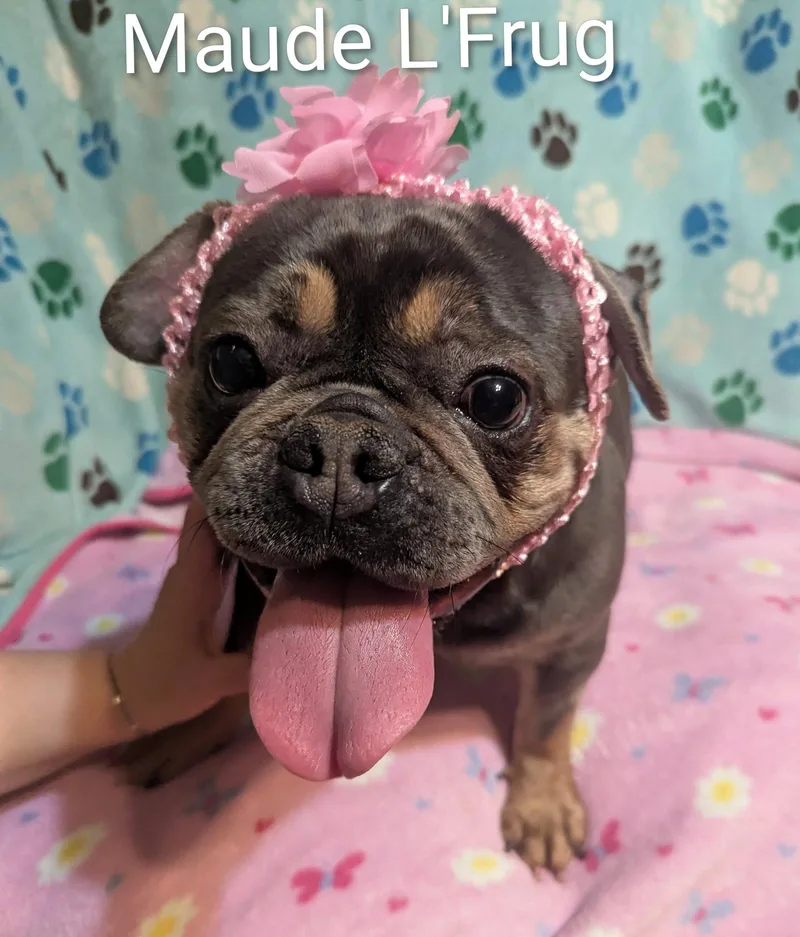 Maude L'  Frug thumbnail 2