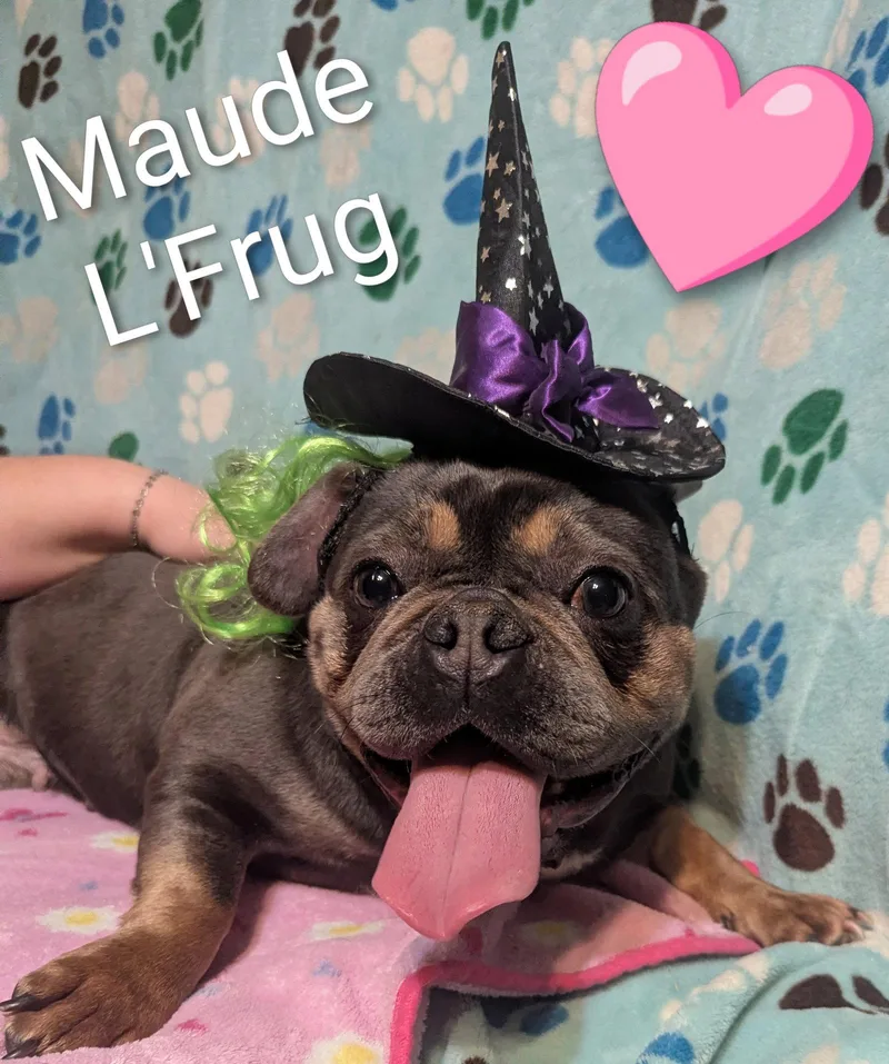 Maude L'  Frug thumbnail 3