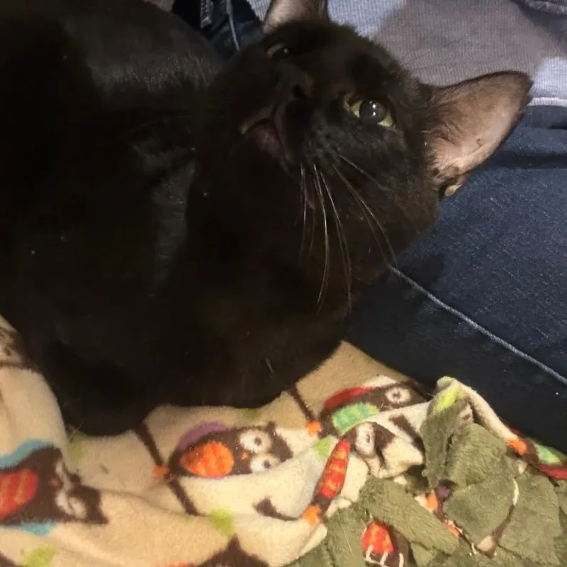 An adult medium-sized male Black Domestic Short Hair cat named Midnight Blue for adoption in Omaha, NE
