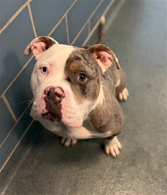 A young large-sized male Mixed Breed dog named Bubba for adoption in Dallas, TX