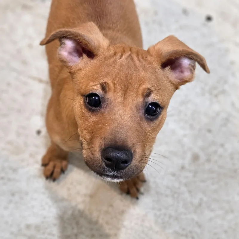 A baby small-sized female Pit Bull Terrier dog named Crimson for adoption in Mundelein, IL