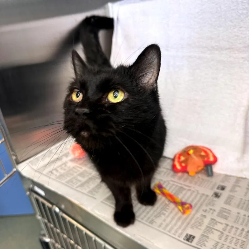 A senior medium-sized male Domestic Short Hair cat named Scally for adoption in Pittsburgh, PA