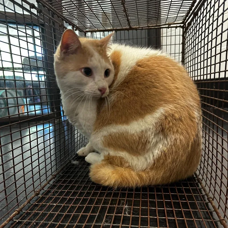 An adult extra large-sized male Orange / Red Domestic Short Hair cat named Tubby for adoption in Gadsden, AL