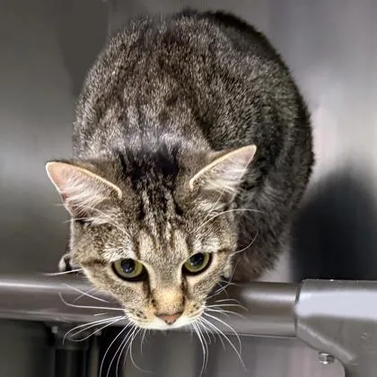 An adult small-sized female Domestic Short Hair cat named Jenna for adoption in Voorhees, NJ