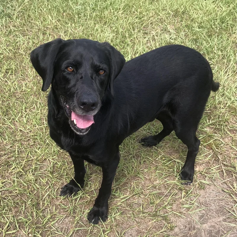 An adult large-sized male Black Labrador Retriever dog named Bayou for adoption in Magnolia Springs, AL