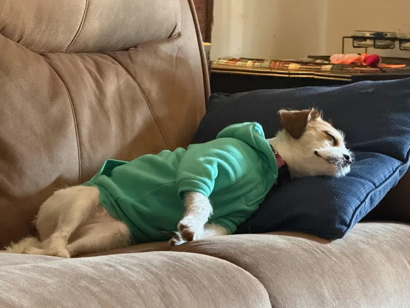 An adult small-sized female Chihuahua dog named Poppy for adoption in Angleton, TX