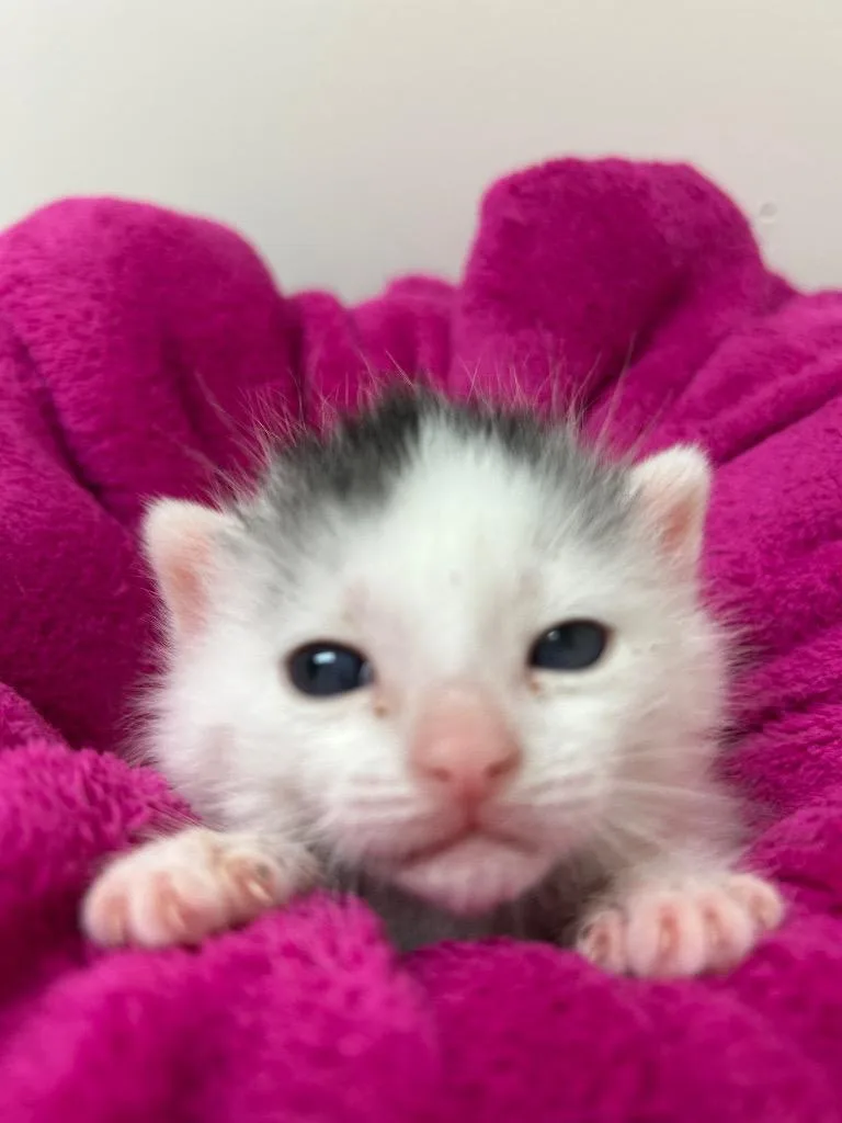 A baby medium-sized male Domestic Short Hair cat named Beau  Amour for adoption in Peoria, AZ