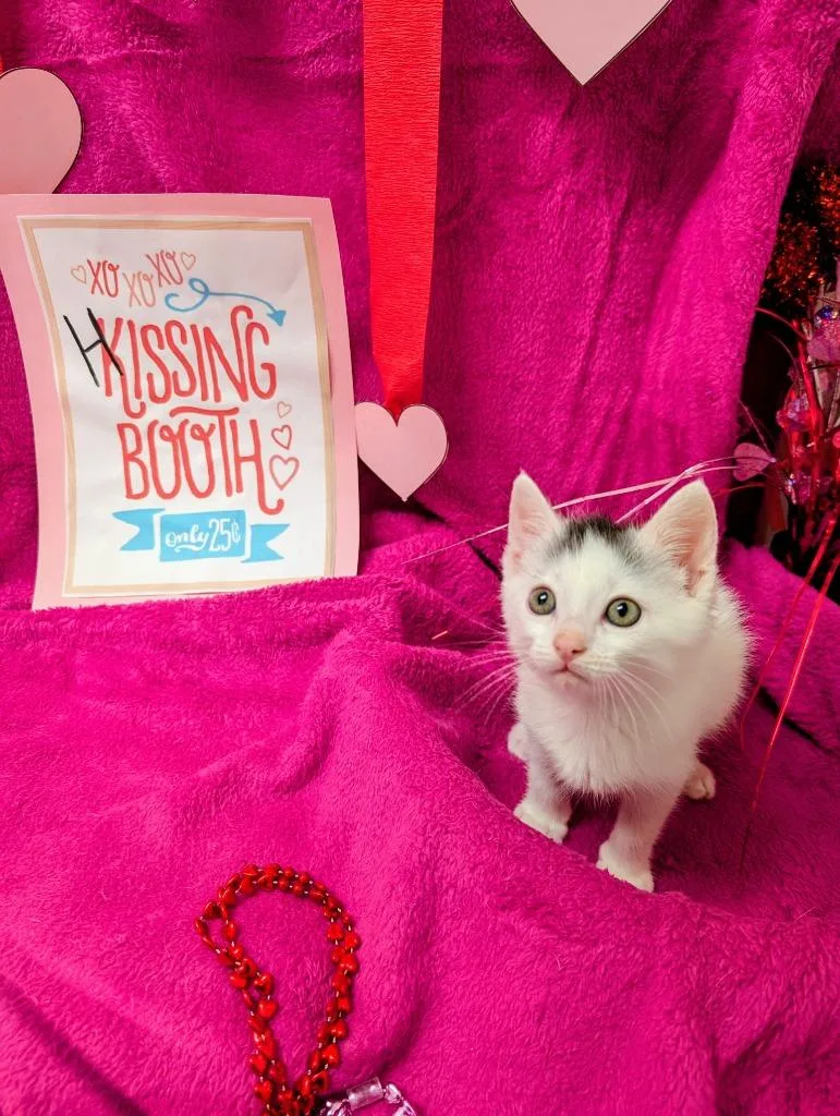 Beau  Amour thumbnail 2
