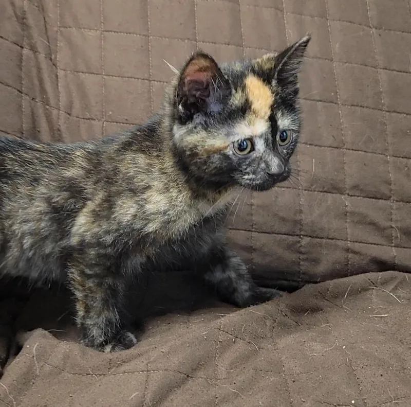 A baby medium-sized female Domestic Short Hair cat named Nunchucks for adoption in Sandusky, OH