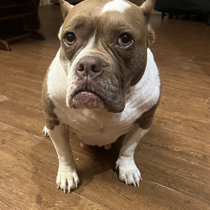 Patty Cake thumbnail 2