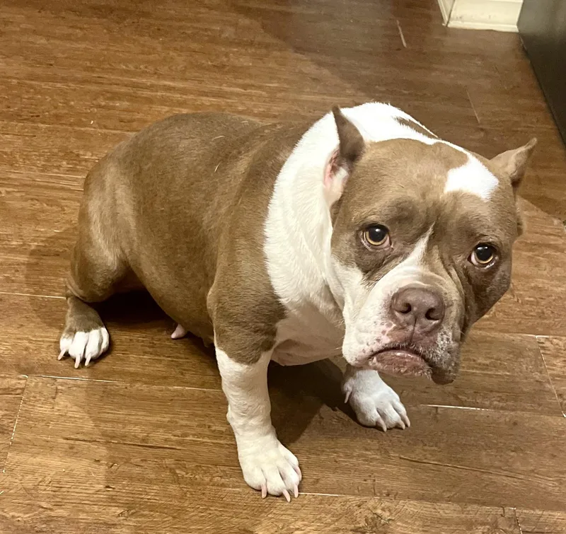 A young medium-sized female Red / Chestnut / Orange American Bully dog named Patty Cake for adoption in Alexandria, LA