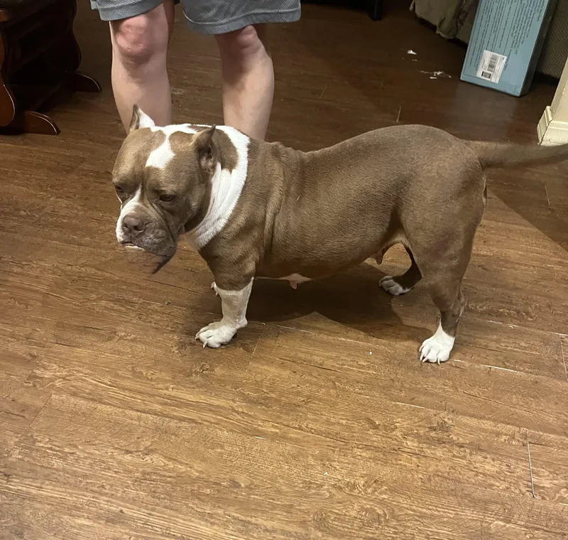 Patty Cake thumbnail 3