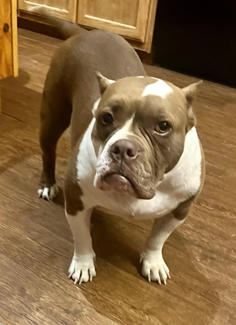 Patty Cake thumbnail 4