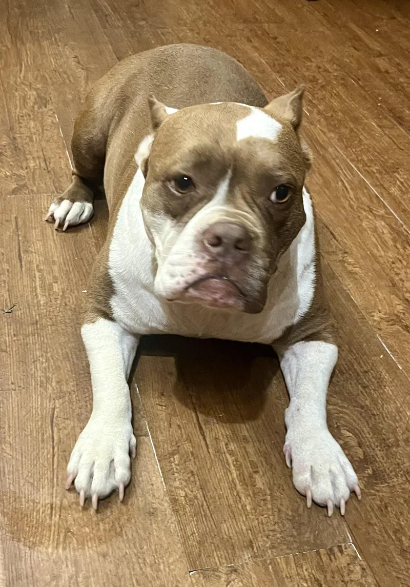 Patty Cake thumbnail 5