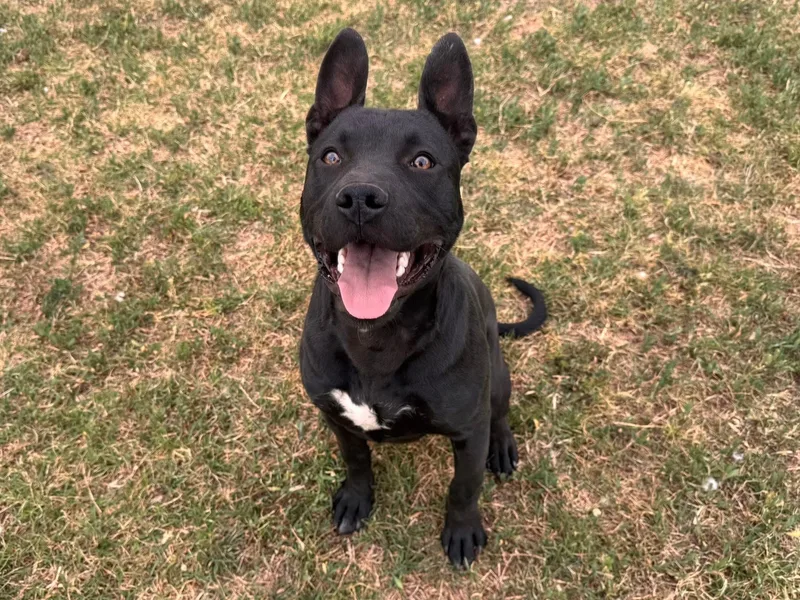 Boom Boom thumbnail 2