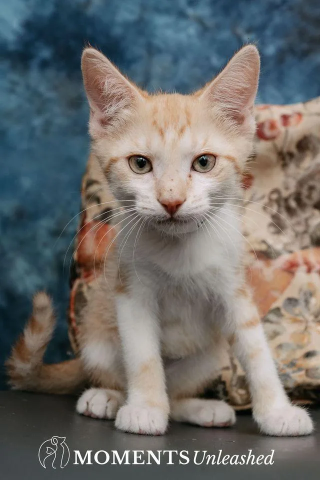 A baby small-sized male Orange & White Domestic Short Hair cat named Peeps for adoption in Myakka City, FL