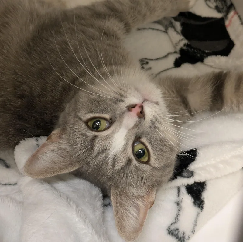 An adult medium-sized female Gray & White Domestic Short Hair cat named Rosie for adoption in Mount Pleasant, MI