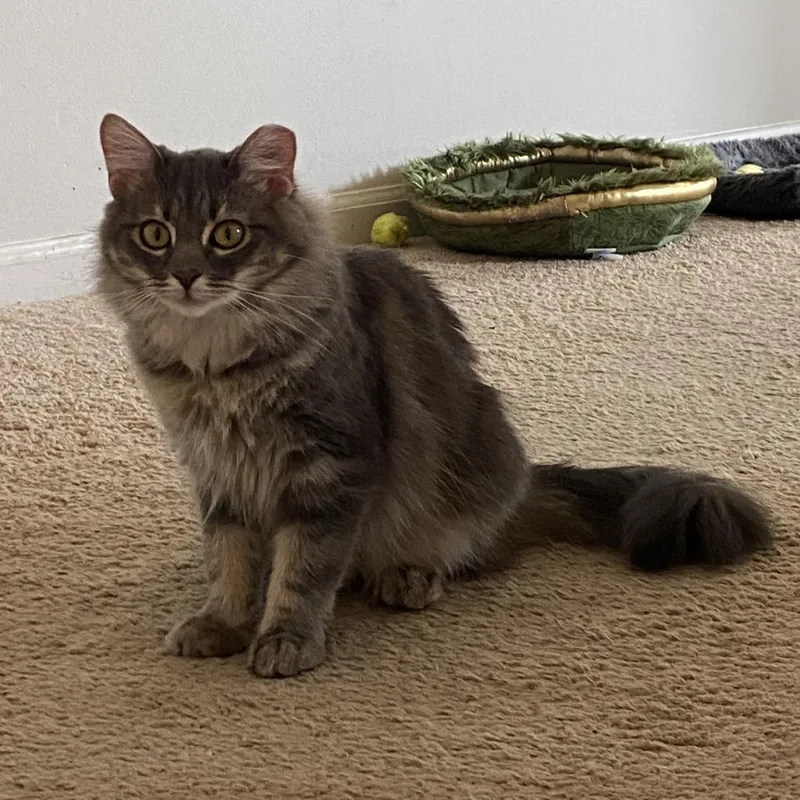 Willow