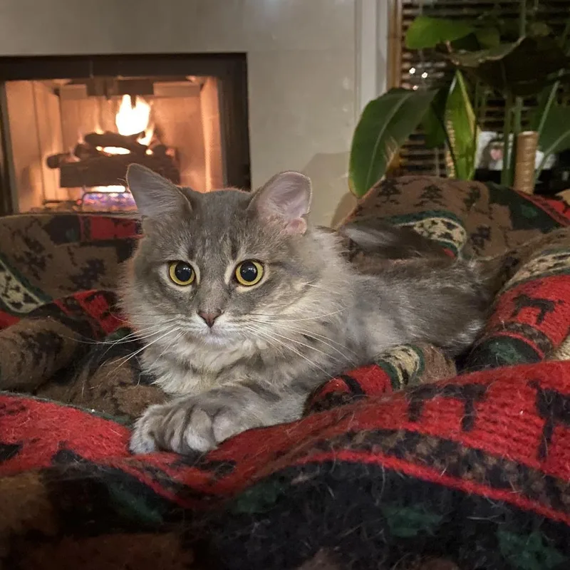 Willow thumbnail 4