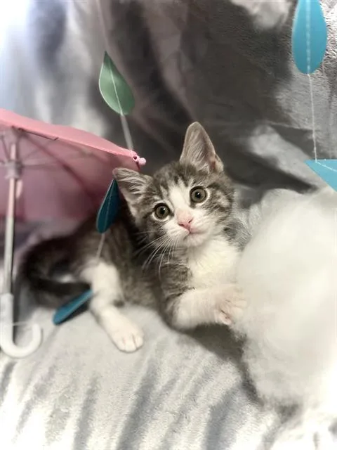 A baby small-sized female Domestic Short Hair cat named Raindrop for adoption in Camarillo, CA
