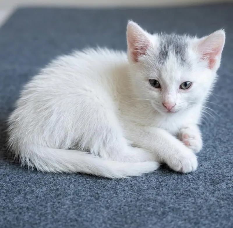 A baby medium-sized male White Domestic Short Hair cat named Snowball for adoption in Campbell, CA