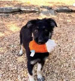 A baby large-sized female Bicolor Shepherd dog named Birdie for adoption in Sudbury, MA