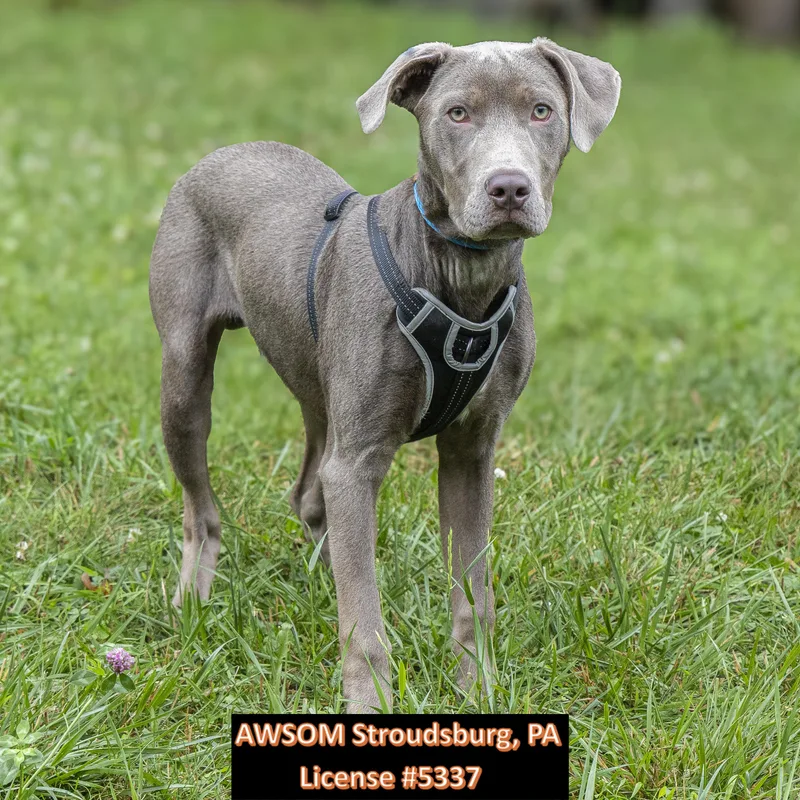 A young medium-sized male Gray / Blue / Silver Labrador Retriever dog named Bowie for adoption in Stroudsburg, PA