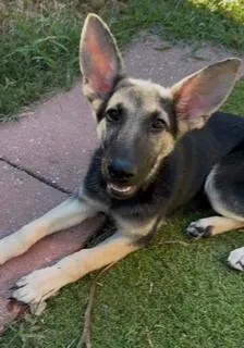A baby medium-sized female German Shepherd Dog dog named Belle for adoption in Lake Wylie, SC