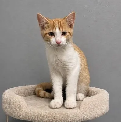 Milo