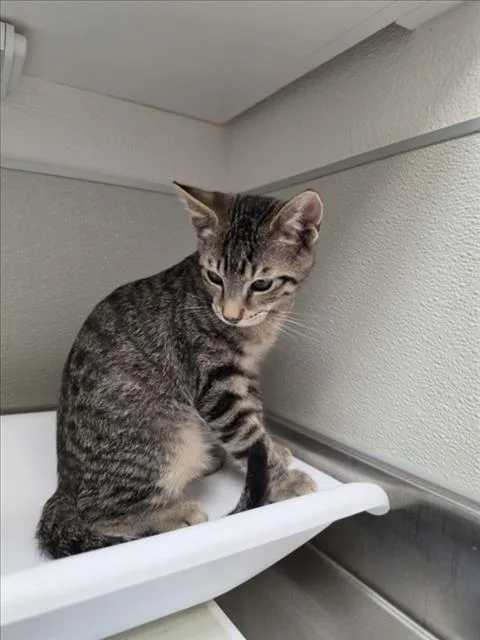 A baby small-sized female Domestic Short Hair cat named Buttercup for adoption in Tracy, CA