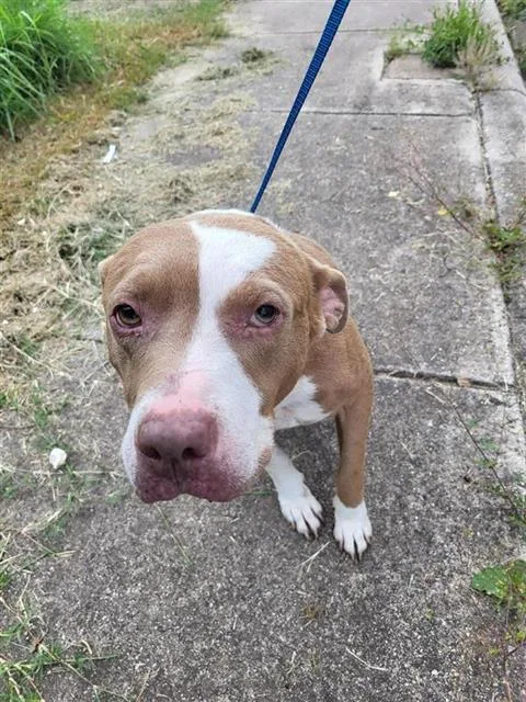 An adult medium-sized female American Staffordshire Terrier dog named Fern for adoption in San Antonio, TX